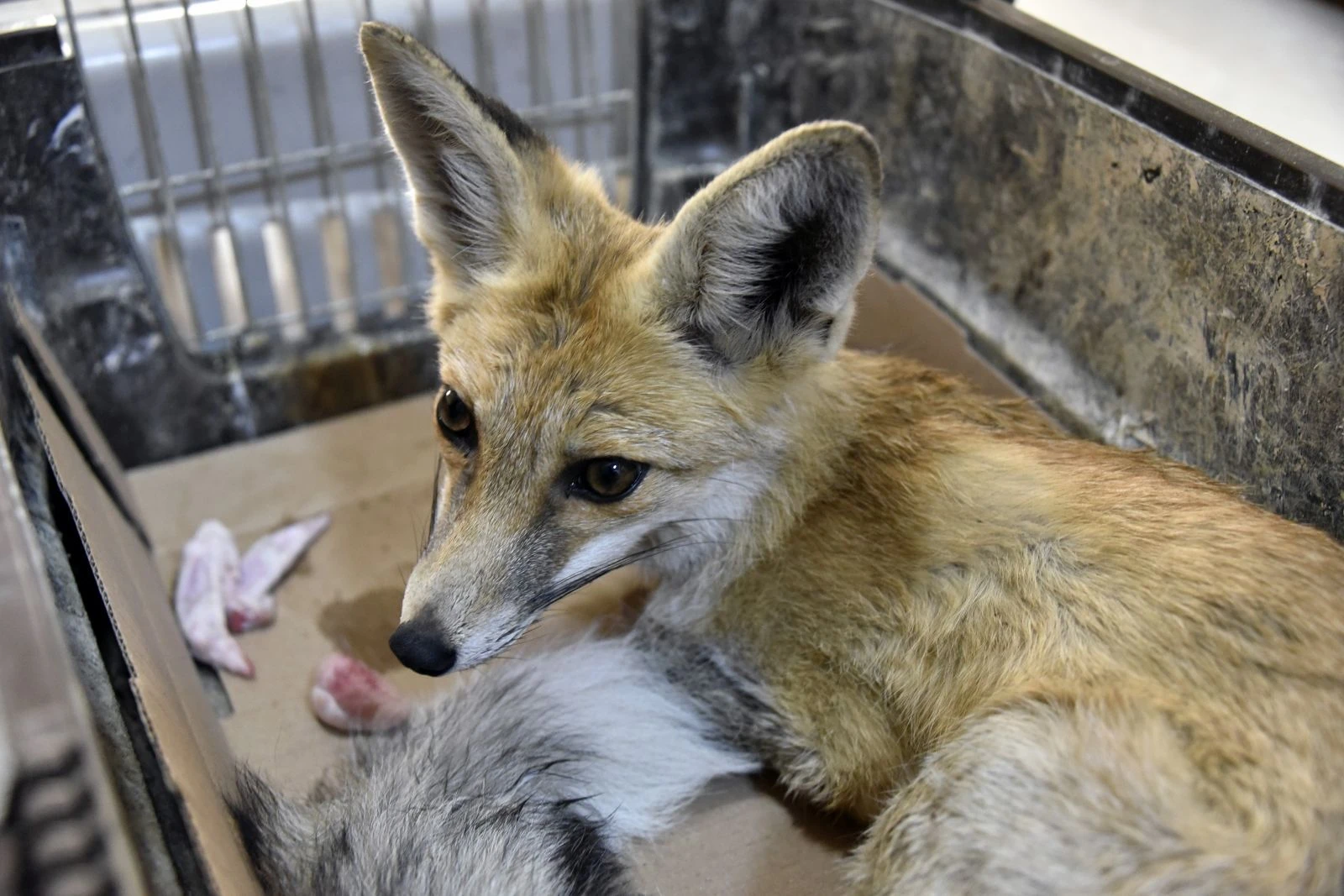 Araç çarpması sonucu yaralanan yavru tilki tedavi altına alındı